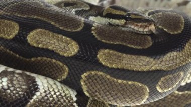 Royal Python ya da Python Rejimi stüdyoda beyaz arka planda ahşap bir çıkmazda. Kapat.