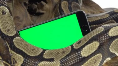 Royal Python ya da Python Rejimi stüdyoda beyaz arka planda ahşap bir çıkmazda. Kapat.