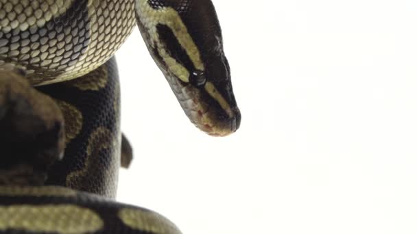 Royal Python or Python regius on wooden snag in studio against a white background. Close up — Stock Video