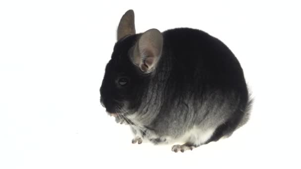 Breed zijaanzicht van een schattige grijze chinchilla geïsoleerd op een witte studioachtergrond. Sluiten.. — Stockvideo