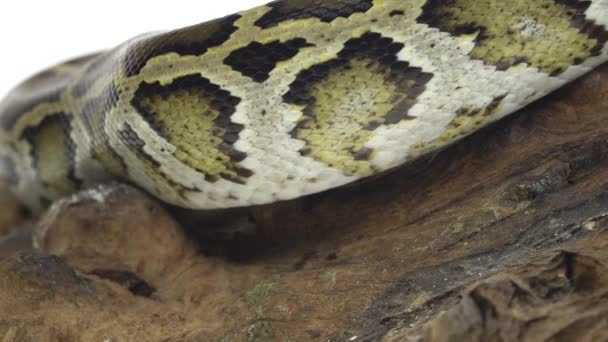 Royal Python of Python regius op houten addertje onder het gras in de studio tegen een witte achtergrond. Sluiten. — Stockvideo