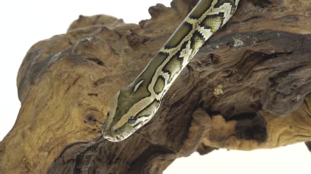 Königspython oder Python regius auf hölzernem Haken im Studio vor weißem Hintergrund. Nahaufnahme — Stockvideo