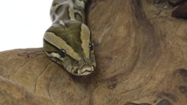 Royal Python ya da Python Rejimi stüdyoda beyaz arka planda ahşap bir çıkmazda. Kapat.