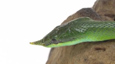 Gergedan Yılanı veya Rhynchophis Boulengeri. Ayrıca Gergedan Yılanı, Gergedan Sıçan Yılanı, Vietnam Uzun Burunlu Yılanı ya da beyaz arka planda Yeşil Boynuzlu At olarak da bilinir. Kapat.
