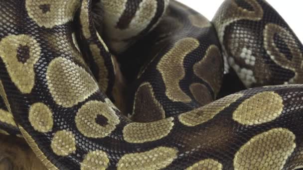 Royal Python nebo Python regius na dřevěné záchytce ve studiu na bílém pozadí. Zavřít — Stock video