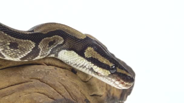 Royal Python nebo Python regius na dřevěné záchytce ve studiu na bílém pozadí. Zavřít — Stock video