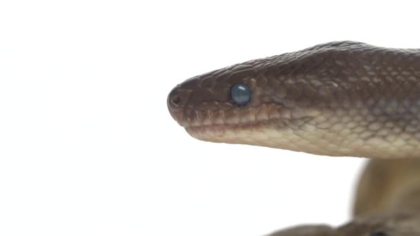 Patternless Columbian Rainbow Boa or Epicrates cenchria maurus on white background. Close up. — Stock Video