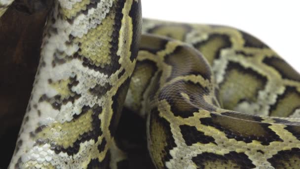 Royal Python eller Python regius på trä hake i studio mot en vit bakgrund. Närbild — Stockvideo