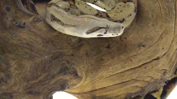 Columbiaanse Boa of Boa constrictor imperator op houten snag geïsoleerd in het wit. Sluiten. — Stockvideo