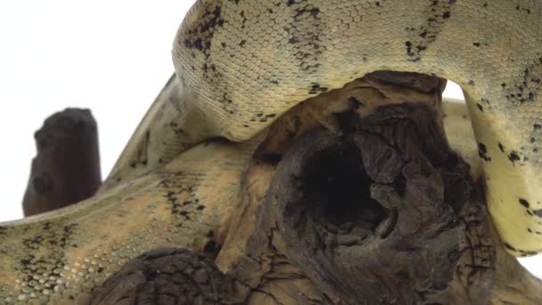 Boa colombien ou Boa constrictor imperator sur chevalet en bois isolé en blanc. Gros plan 