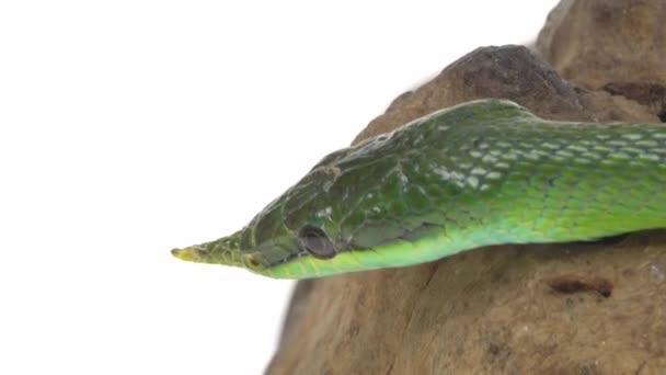 Rhinoceros Ratsnake of Rhynchophis Boulengeri. Ook bekend als Rhinoceros Snake, Rhino Rat Snake, Vietnamese Longnose Snake, of Green Unicorn Coiled op witte achtergrond. Sluiten. — Stockvideo