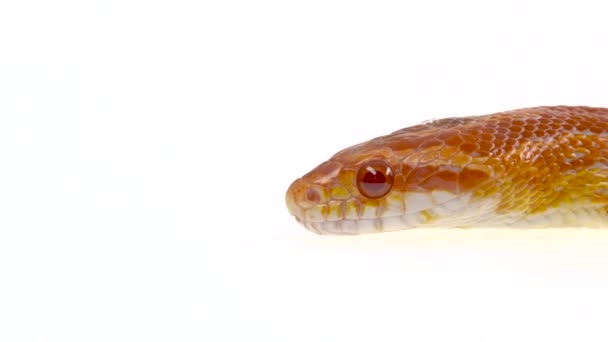 Tiger Python molurus bivittatus morph albina birmanesa em fundo branco. Fechar — Vídeo de Stock