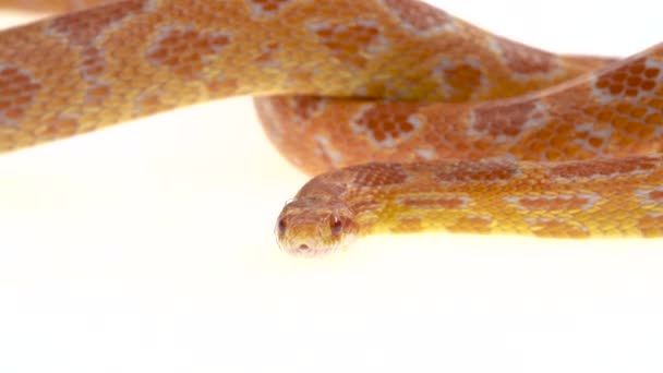 Kaplan Python molurus bivittatus morph albine burmese beyaz arka planda. Kapat. — Stok video