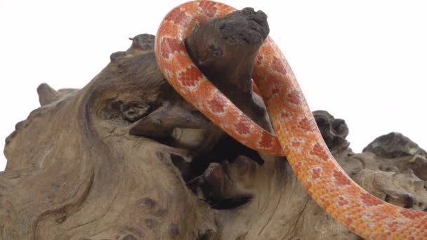 Tiger Python molurus bivittatus morph albina birmanesa em entalhe de madeira em fundo branco. Fechar — Vídeo de Stock