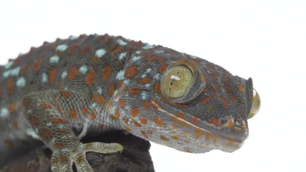 Tokay gecko - Gekko gecko en el enganche de madera en el fondo blanco. De cerca. — Vídeos de Stock