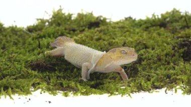 Tatlı leopar kertenkelesi ya da Eublepharis macularius yeşil yosun ve beyaz yosun. Kapat.