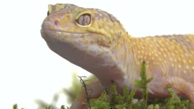 Tatlı leopar kertenkelesi ya da Eublepharis macularius yeşil yosun ve beyaz yosun. Kapat.