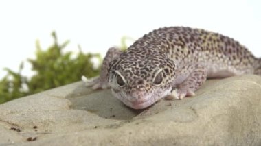 Leopar kertenkele standart formu, Eublepharis macularius yeşil yosun üzerine beyaz arka planda. Kapat.