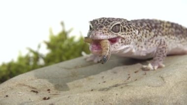 Leopar kertenkelesi standart formu Eublepharis macularius yeşil yosun üzerinde beyaz arka planda av larvası yiyor. Kapat.