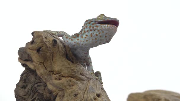 Tokay gecko - Gekko gecko em encaixe de madeira em fundo branco. Fechar — Vídeo de Stock