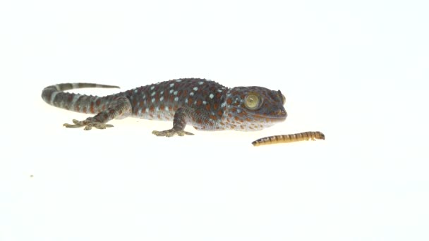 Tokay gecko - Gekko gecko τρώει μια προνύμφη σε λευκό φόντο — Αρχείο Βίντεο