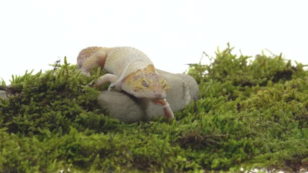Cute gecko lampart lub eublepharis plamki na zielonym mchu w białym, izolowanym tle. Zamknij się. — Wideo stockowe