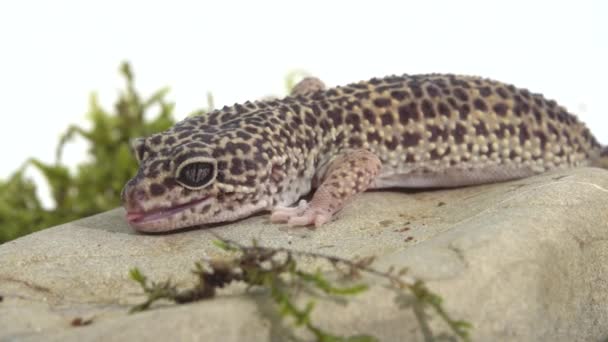 Forma padrão de leopardo gecko, Eublepharis macularius em musgo verde em fundo branco. Fechar — Vídeo de Stock