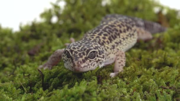 Πρότυπο έντυπο Leopard gecko, Eublepharis macularius σε πράσινα βρύα σε λευκό φόντο. Κλείσε. — Αρχείο Βίντεο