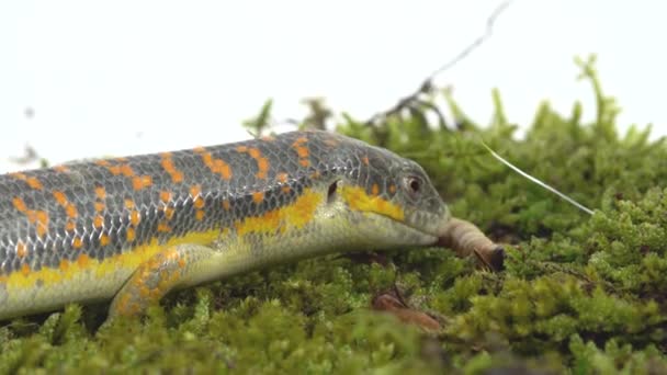 Gecko Stsynk Schneider eumeces schneideri comer larva presa en el musgo verde en fondo blanco. De cerca. — Vídeos de Stock