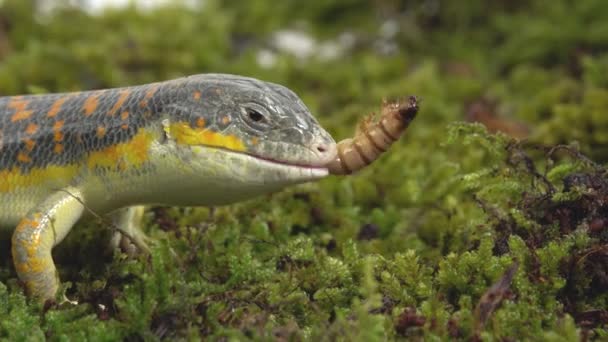 Gecko Stsynk Schneider eumeces schneideri eten prooilarve op groen mos in witte achtergrond. Sluiten. — Stockvideo