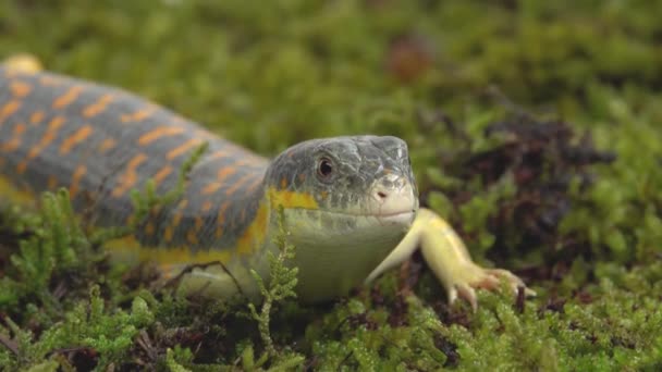 Gecko Stsynk Schneider eumeces schneideri на зеленому моху на білому тлі. Зачиніть. — стокове відео