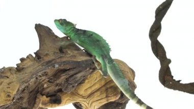 Beyaz arka planda yeşil bazilika ya da Basiliscus basiliscus. Kapatın. Yavaş çekim.