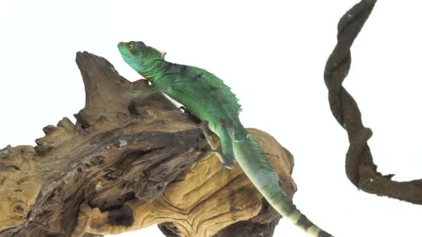 Πράσινα basilisks ή Basiliscus basiliscus σε λευκό φόντο. Κλείσε. Αργή κίνηση. — Αρχείο Βίντεο