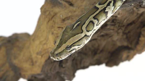 Royal Python vagy Python regius fából készült snag a stúdióban, fehér háttérrel. Közelről. Lassú mozgás. — Stock videók
