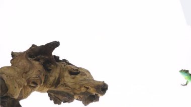 Yeşil bazilikalar ya da Basiliscus basiliscus beyaz arka planda tahta bir çıkmazda zıplıyor. Kapatın. Yavaş çekim.