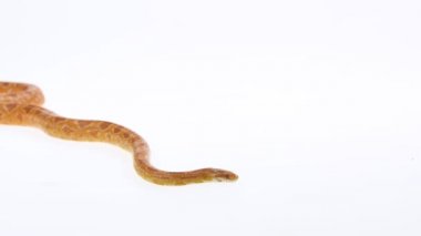 Kaplan Python molurus bivittatus morph albine burmese beyaz arka planda. Yavaş çekim