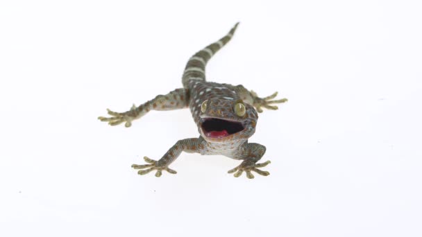 Tokay gecko - Gekko gecko sur fond blanc. Ferme là. Mouvement lent — Video
