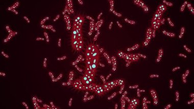 Mikroskop altında mikroplar ve bakteriler. Coronavirus konsepti. Alfa kanalı.