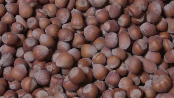 Many hazelnuts pours in slow motion. — Stock Video
