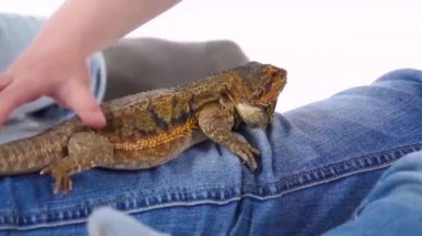 Küçük kız sakallı agamasını beyaz arka planda okşuyor. Ağır çekim. Kapat.