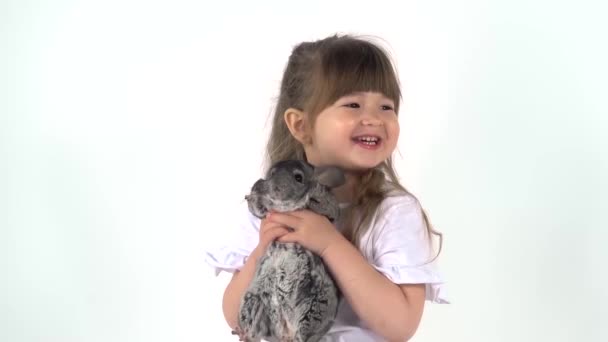 Cute child is holding grey chinchilla at white background. Happy childhood concept. Studio video kids emotion. Close up — Stock Video