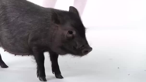 Ноги ребенка возле маленького черного поросенка мини свиньи на белом фоне. Медленное движение. Закрыть — стоковое видео