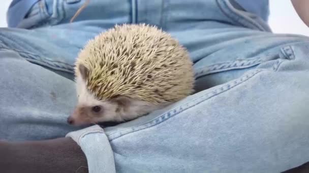 Child with hedgehog at white background. Close up. Slow motion — Stock Video