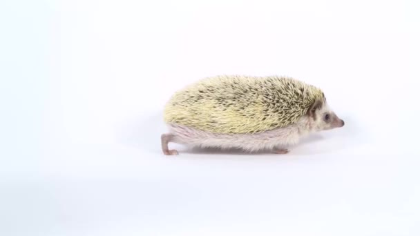 Curieux hérisson marche et renifle sur un fond blanc au studio .