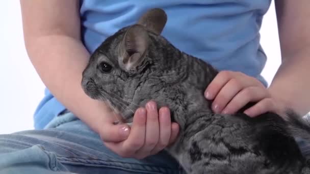 Redheaded little girl with curly hair is stroking grey chinchilla at white background. Slow motion. Close up — Stock Video
