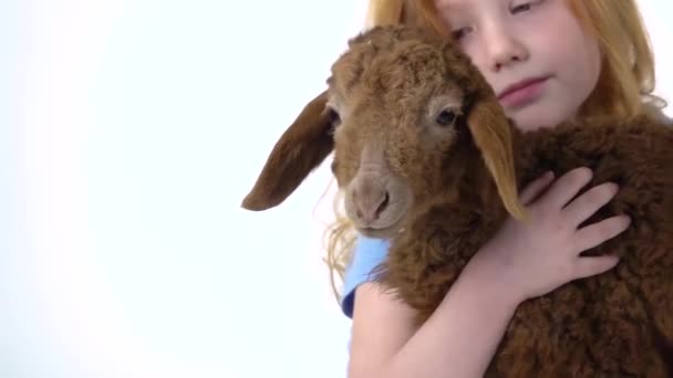 Redheaded little girl with curly hair is stroking brown lamb at white background. Slow motion. Close up — Stock Video