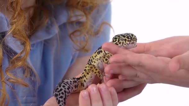 Two little girls pass each other into the hands of leopard eublefar at white background. Slow motion. Close up — Stock Video
