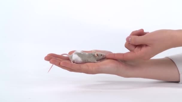 Vrouwelijke handen vasthouden en strelen een decoratieve rat op een witte achtergrond in de studio. Langzame beweging. Sluiten. — Stockvideo