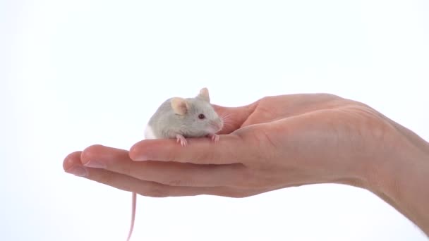Vrouwelijke hand houdt decoratieve rat op een witte achtergrond in de studio. Langzame beweging. Sluiten. — Stockvideo