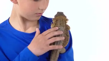 Oğlanın omzunda sakallı agama vardı ve beyaz arka planda onu okşuyordu. Ağır çekim. Kapat.